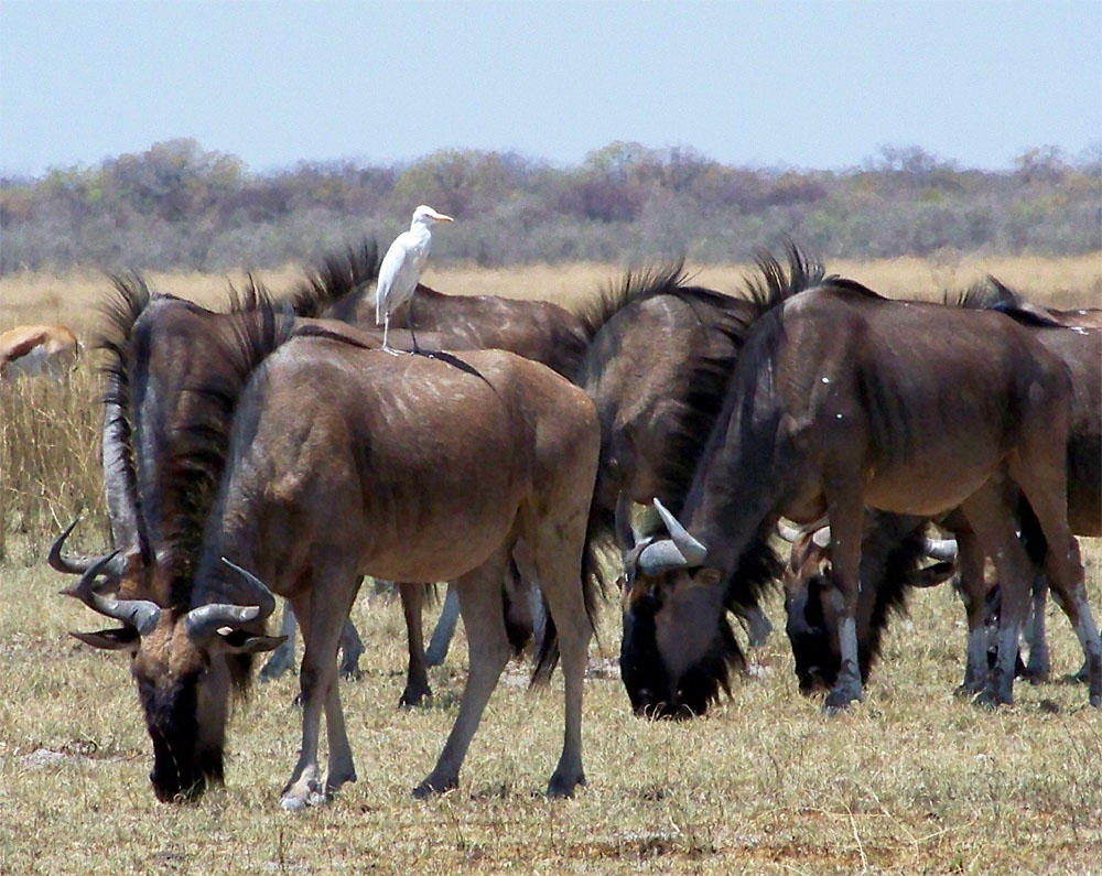 Afrikas Tiere - Liste | Tiere | Säugetiere | Goruma