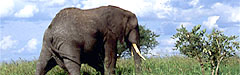 Afrika, Afrikanische Elefant
