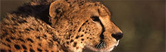 Gepard (Jagdleopard)
