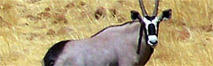 Oryx Gazella, Spießbock