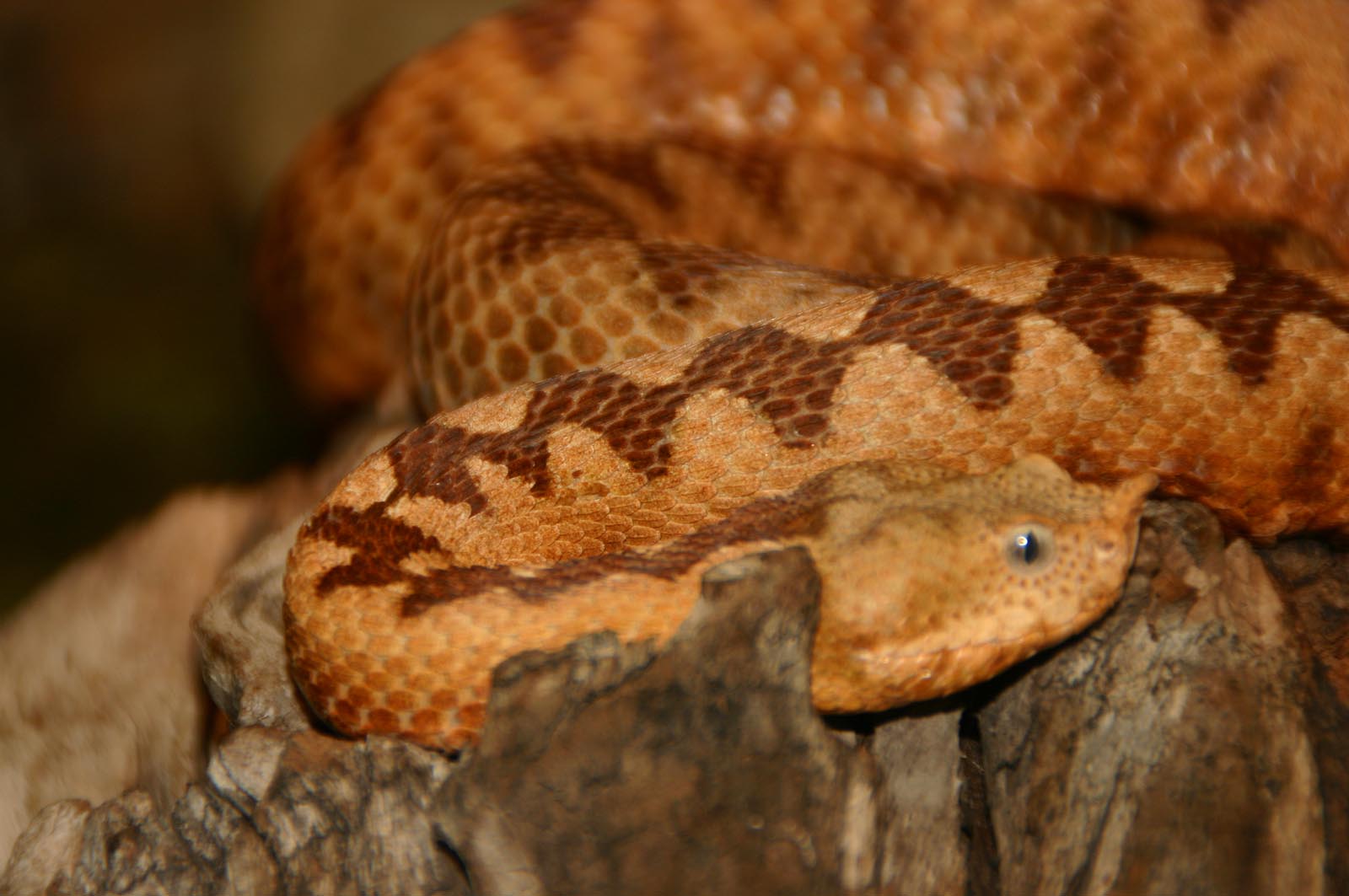 Europaische Hornotter Sandotter Tiere Giftschlangen Goruma