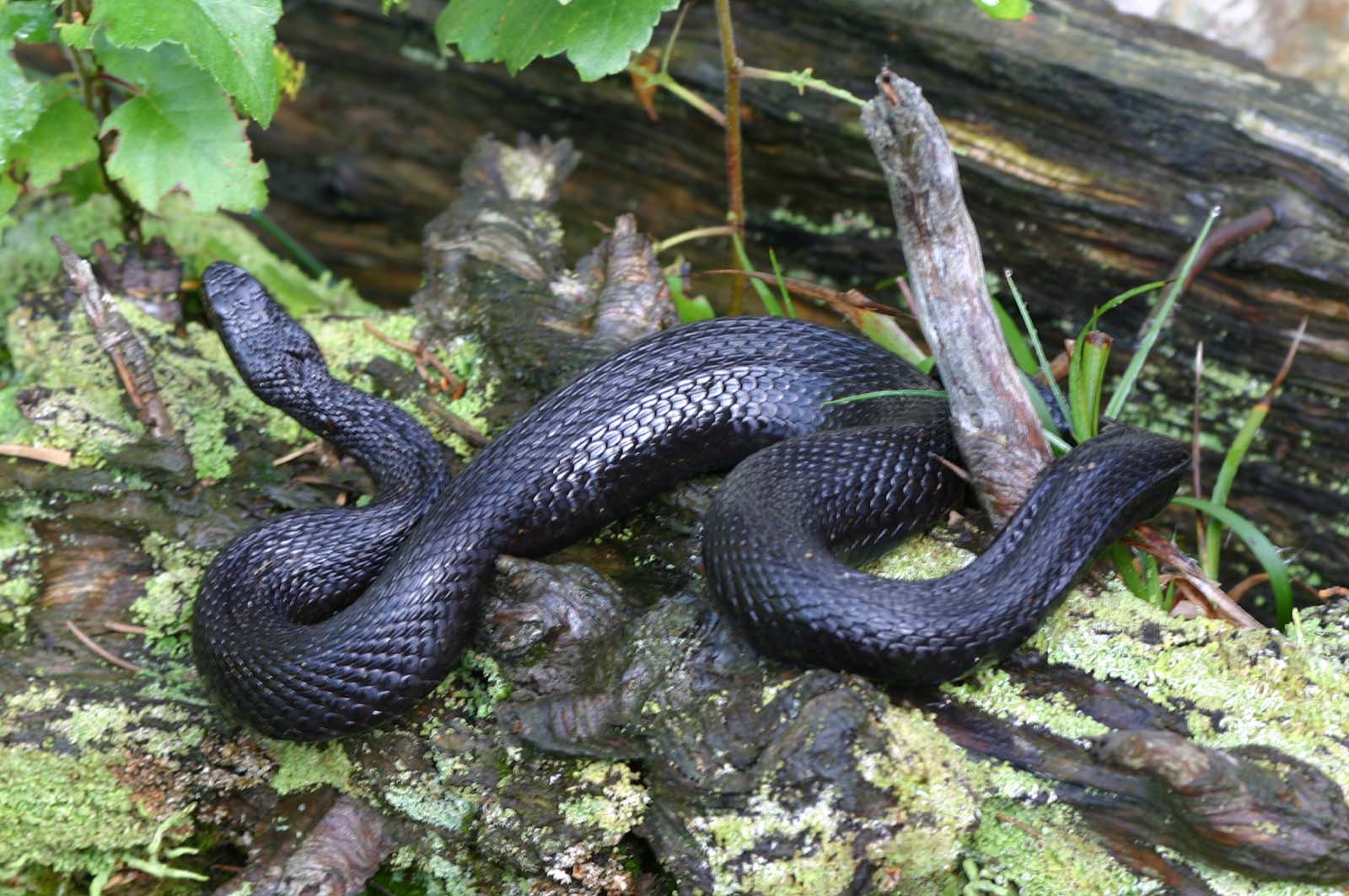 Kreuzotter, vipera berus Tiere Giftschlangen Goruma