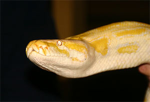 Tigerpython Burma Python Python Bivittatus Tiere Ungiftige Schlangen Goruma
