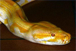 Tigerpython Burma Python Python Bivittatus Tiere Ungiftige Schlangen Goruma
