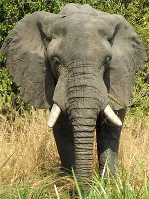 Afrikanischer Elefant Tiere Saugetiere Goruma