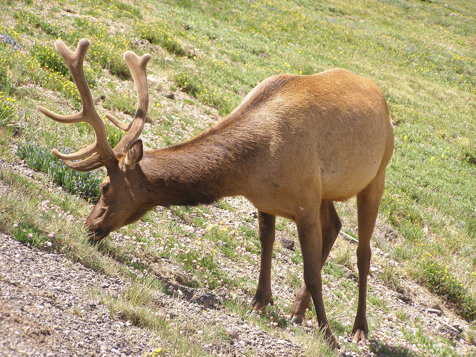 Rentier (Wildren, Karibu) | Tiere | Säugetiere | Goruma