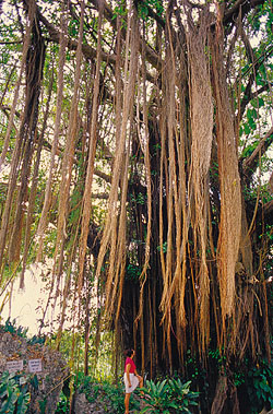 barbados diverse reiseinfos lander barbados goruma