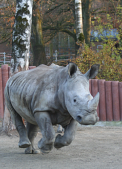 Zoologischer Garten Augsburg Tiere Zoos und Tierparks in