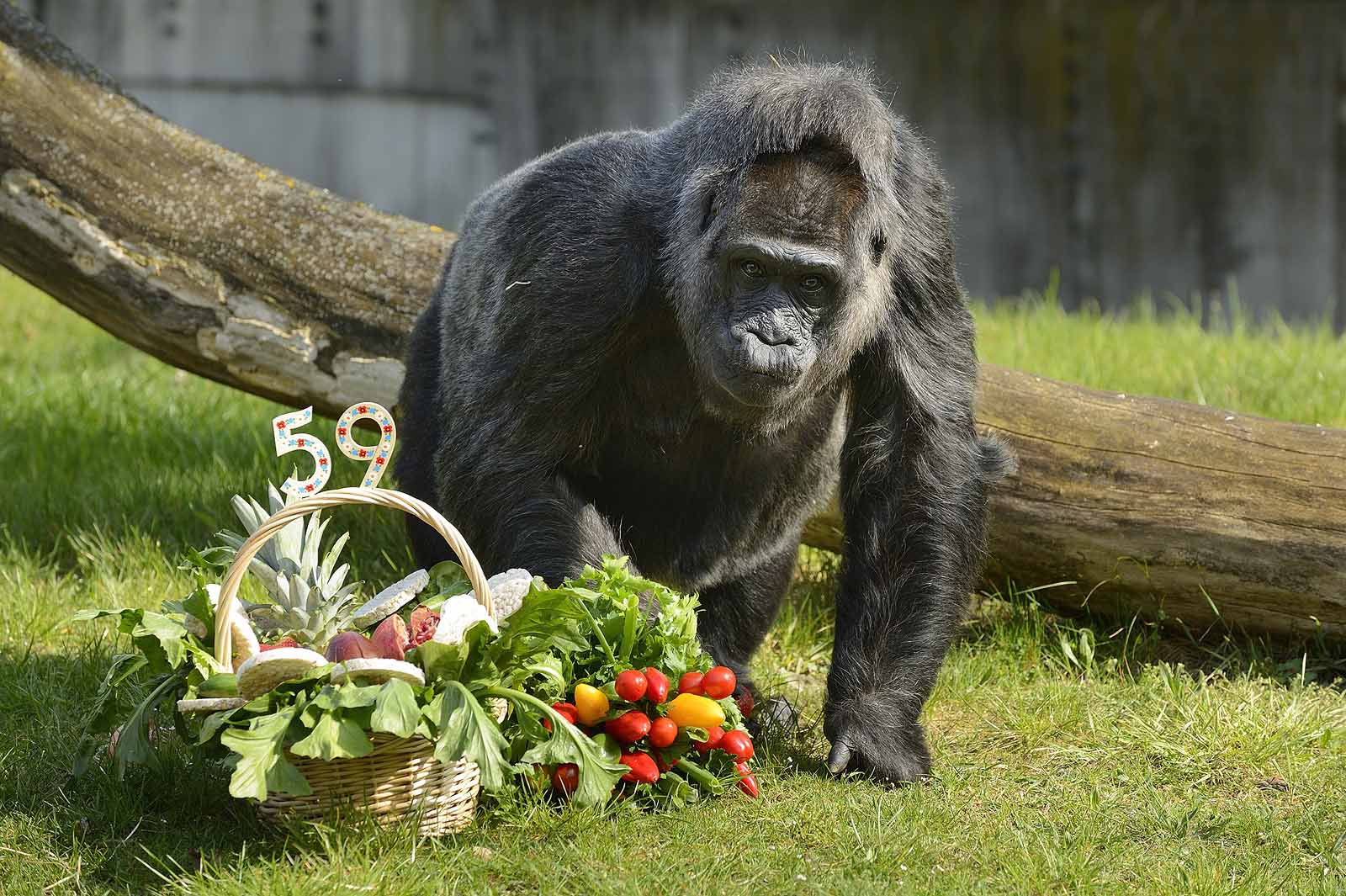 Zoologischer Garten Berlin Tiere Zoos und Tierparks in Deutschland