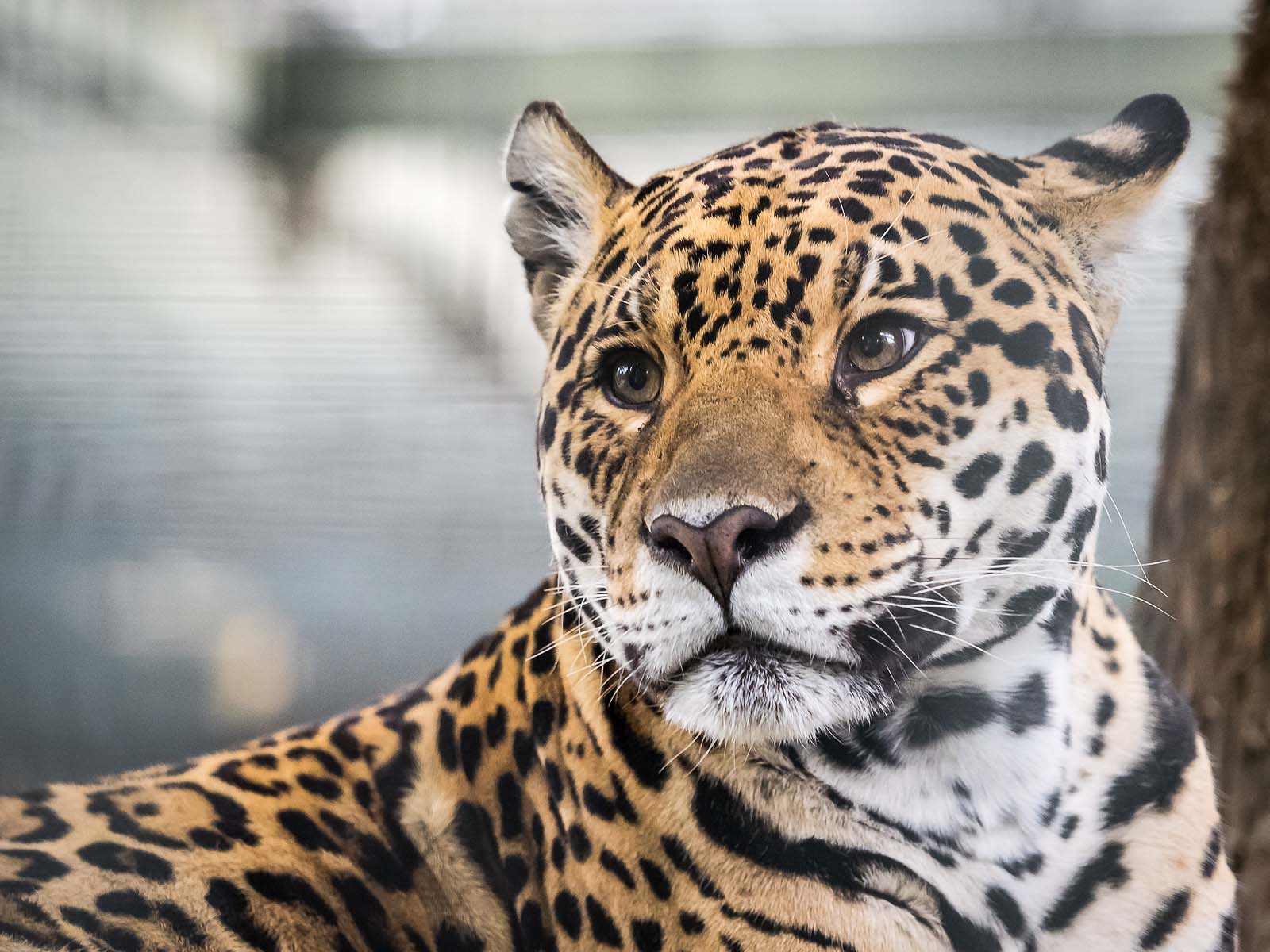 Jaguar Tiere Saugetiere Goruma
